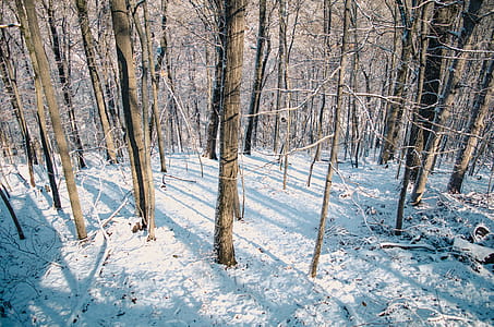 Snow Covered Forest thumbnail