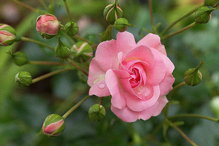 shallow focus photography of pink flower thumbnail