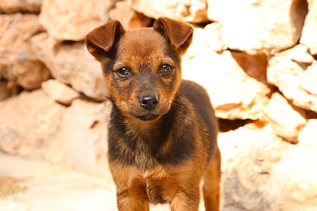 animal, dog, pet, cute thumbnail