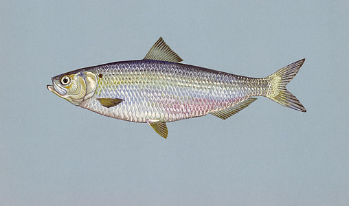 milkfish illustration thumbnail