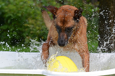 tan Belgian malinois on tub with ball thumbnail