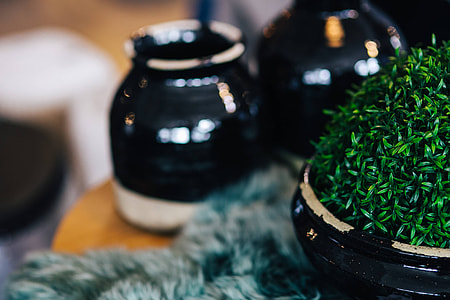 Green plant with black pots and a soft cyan rug thumbnail