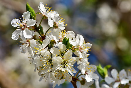 white flowering plant thumbnail