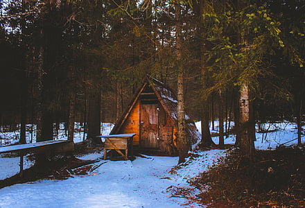 brown shed beside trees thumbnail