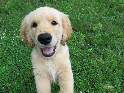 golden retriever puppy on green grass during daytime thumbnail