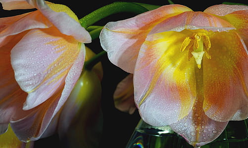 pink and yellow flowers with water drops thumbnail