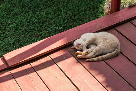 orange tabby cat sleeping on red wooden surface thumbnail
