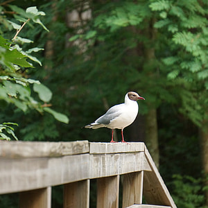 Laughing Gull, Larus Ridibundus thumbnail