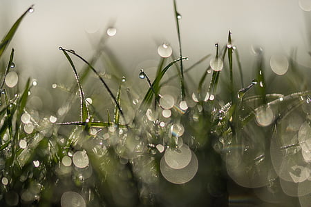 selective focus photograph of grass with water dew thumbnail