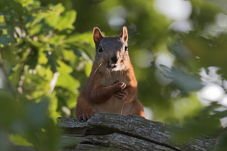 rodent on top on trunk thumbnail