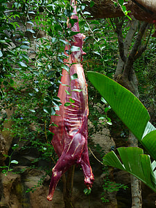 Carcass, Animal Carcasses thumbnail