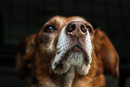 focus photo of short-coated tan dog thumbnail