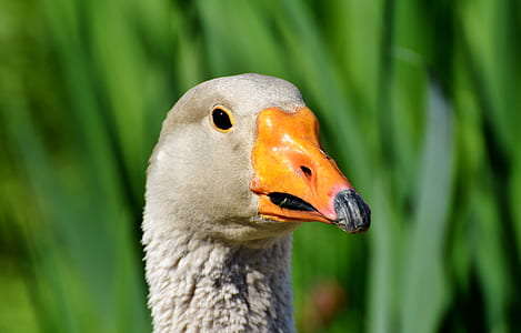close-up photo of grey duck thumbnail