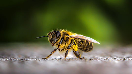 close-up photo of hone ybee thumbnail