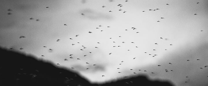 wasps flying thumbnail