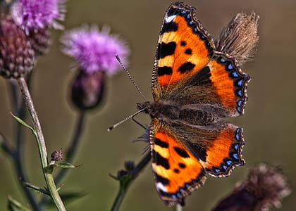 orange, black, and blue butterfly on purple flower thumbnail