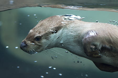 brown weasel under water thumbnail