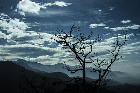 bare tree on mountain thumbnail