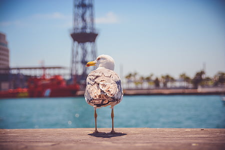 white and brown seagull on concrete pavement near calm body of water at daytime thumbnail