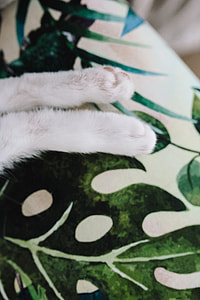 Essential element to support a wall unit - the cat thumbnail