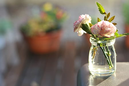two white-and-red flowers on clear glass vase thumbnail