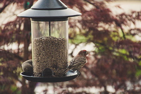 Selective Focus Photography of House Finch Perched on Bird Feeder thumbnail