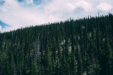green pine trees thumbnail