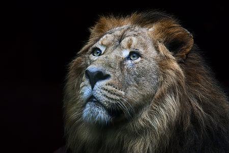 close-up photography of lion thumbnail