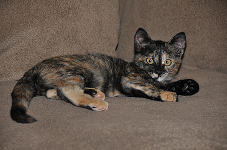 short-furred black and orange cat lying on brown textile thumbnail
