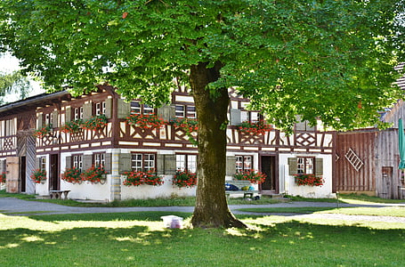 tall green tree near white 2-storey house thumbnail