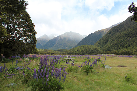 lavender flowers on grass field thumbnail