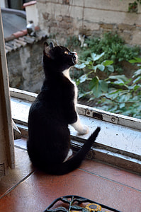 sitting short-haired white and black cat facing up thumbnail