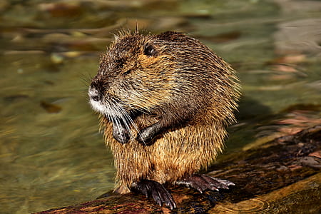 brown beaver photography thumbnail