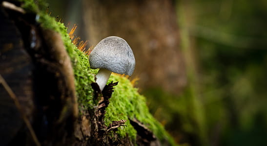 gray mushroom on tree trunk with moss thumbnail