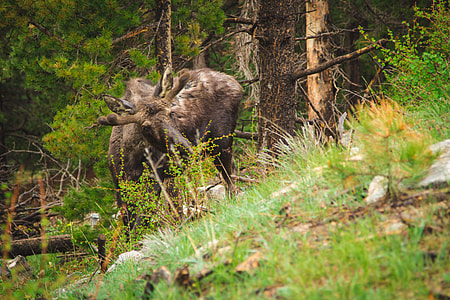grey deer standing beside tree and grass at daytime thumbnail