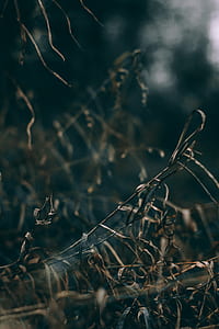 selective focus photography of brown grass thumbnail