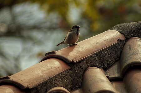 focus photography of brown humming bird thumbnail