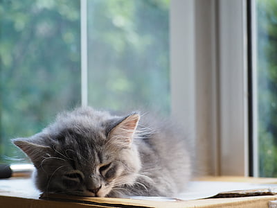 gray cat sleeps on brown cardboard box near clear glass window thumbnail