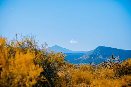 brown grasses with background of mountain range thumbnail