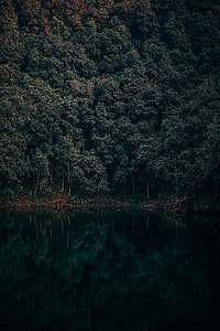 green forest across body of water during daytime thumbnail