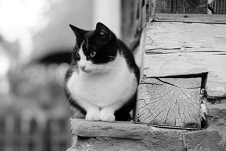 grayscale photo of toxido cat on wooden floor thumbnail