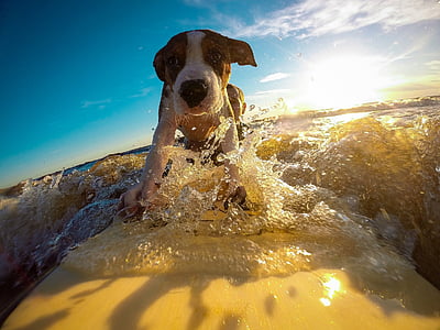 white and brown puppy surfing thumbnail