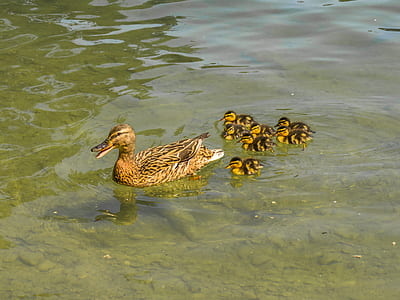 brown duck and ducklings on body of water at daytime thumbnail