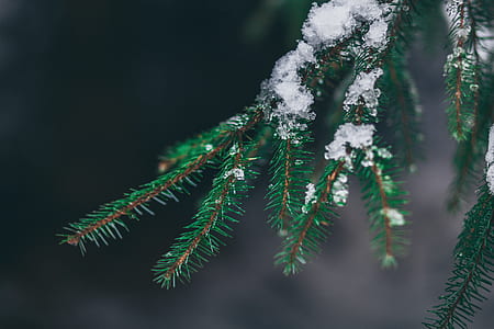 green leafed covered by snow thumbnail