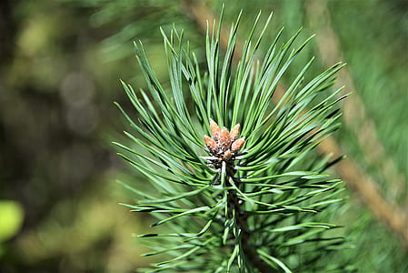 selective focus photography of green leafed plant thumbnail