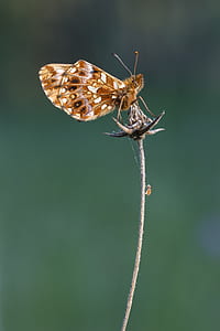 selective focus photography of brown skipper butterfly perched on dried gray flower thumbnail
