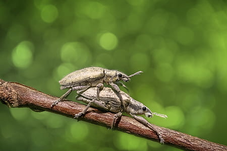 two brown beetles thumbnail