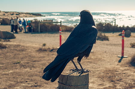 sea, bird, beach, sand thumbnail