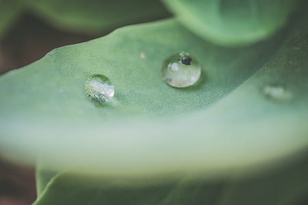 Macro Photography of Water Droplet on Green Leaf thumbnail