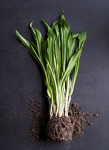 green leaf plants thumbnail